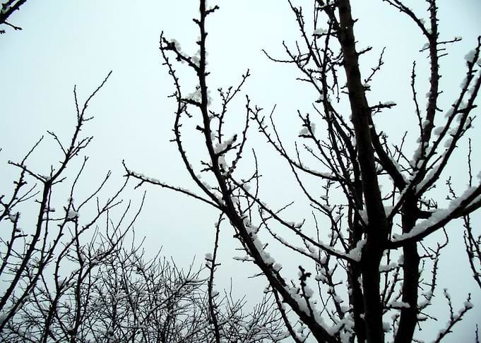 Winter nature