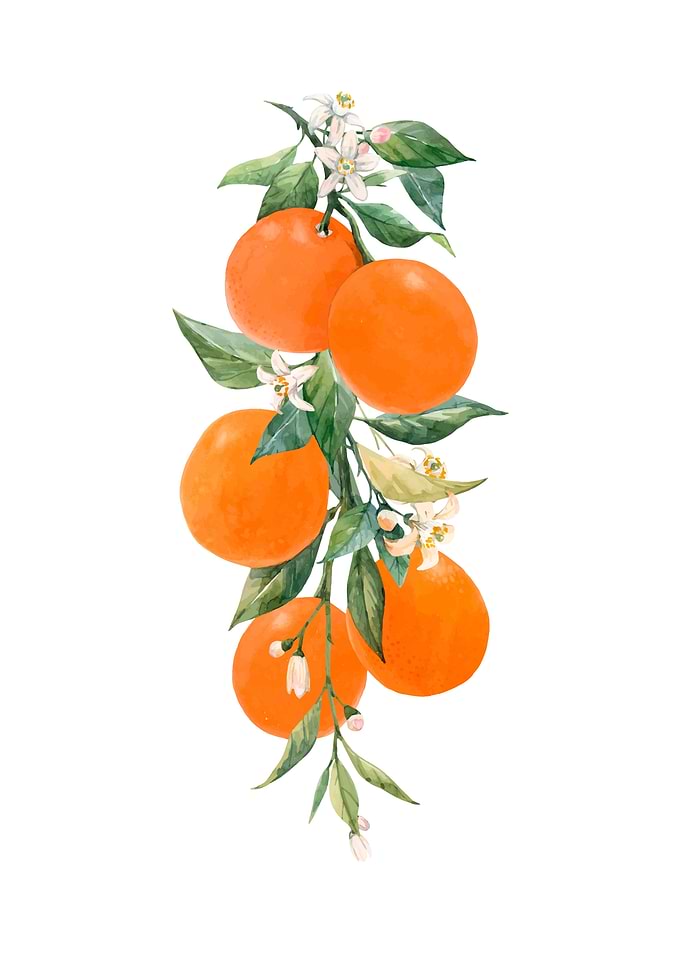 Oranges