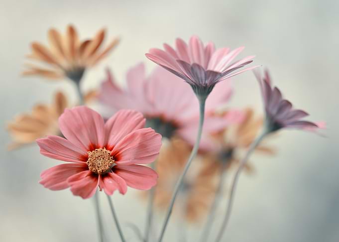 Colorful flowers
