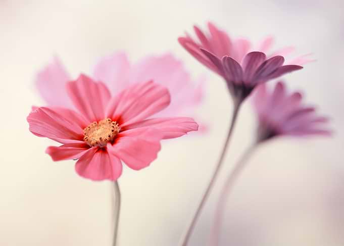 Pink flowers