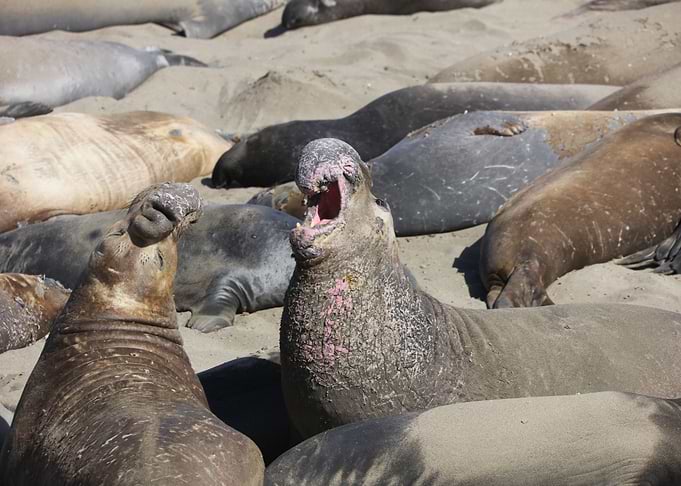 Elephant Seals