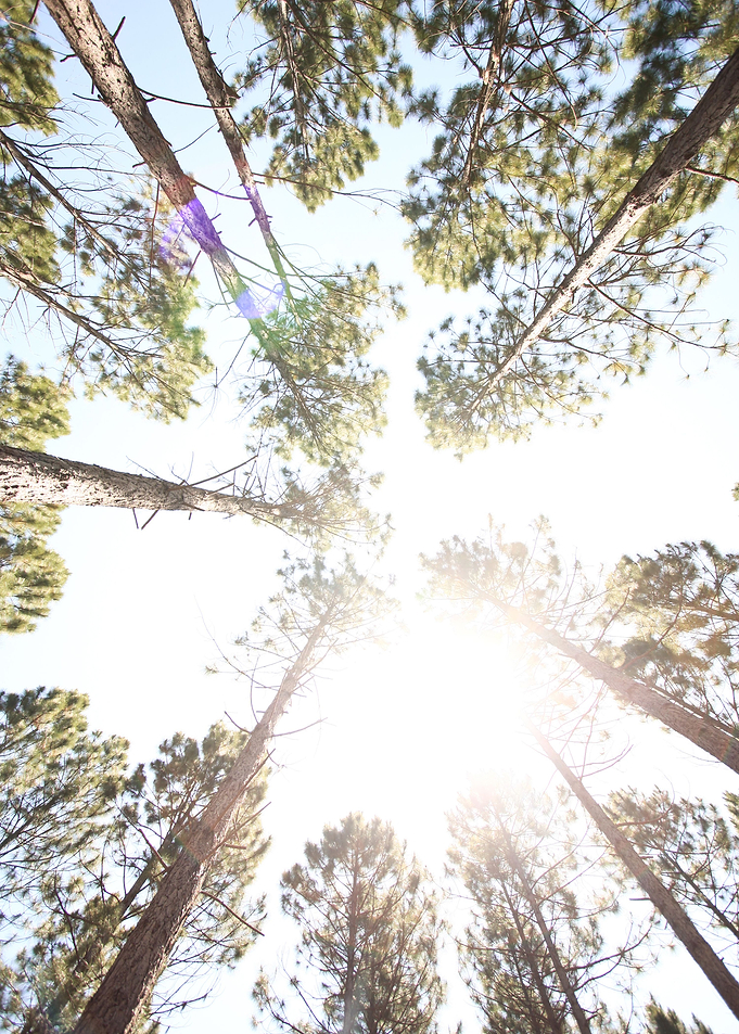 UPWARD PINE