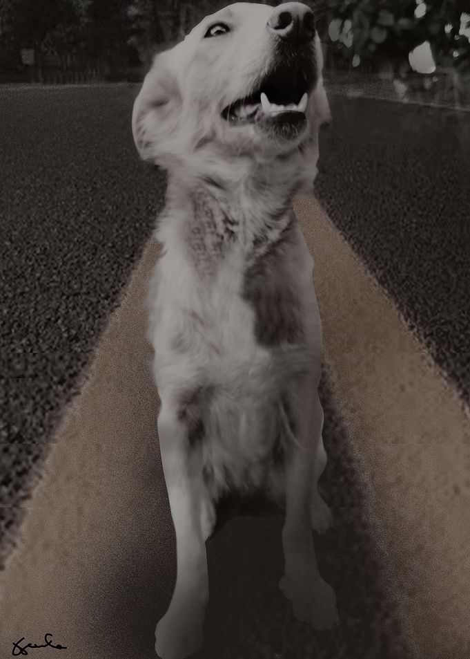 Dogs on the road