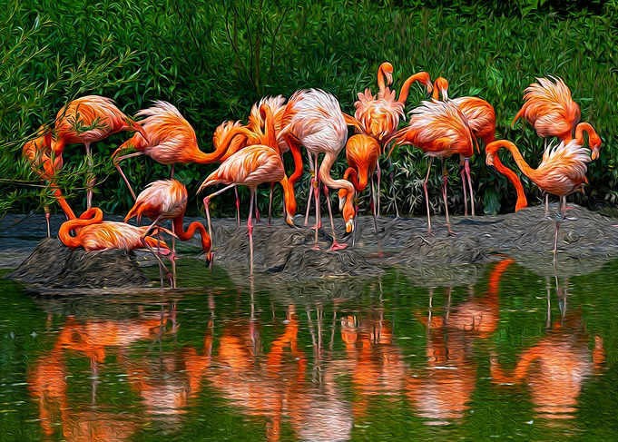 Flamingo Reflections