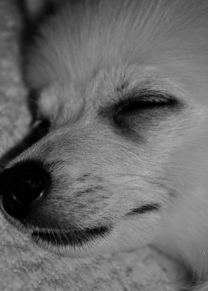 Sleeping puppy BW