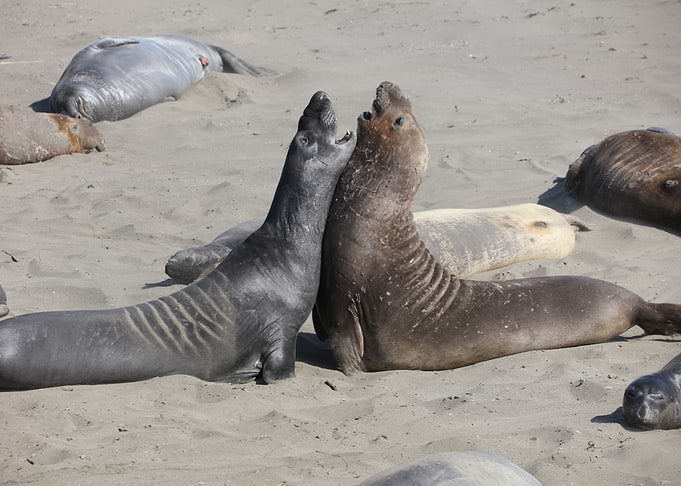 Elepahnt Seals