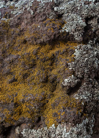 Rocky Moss