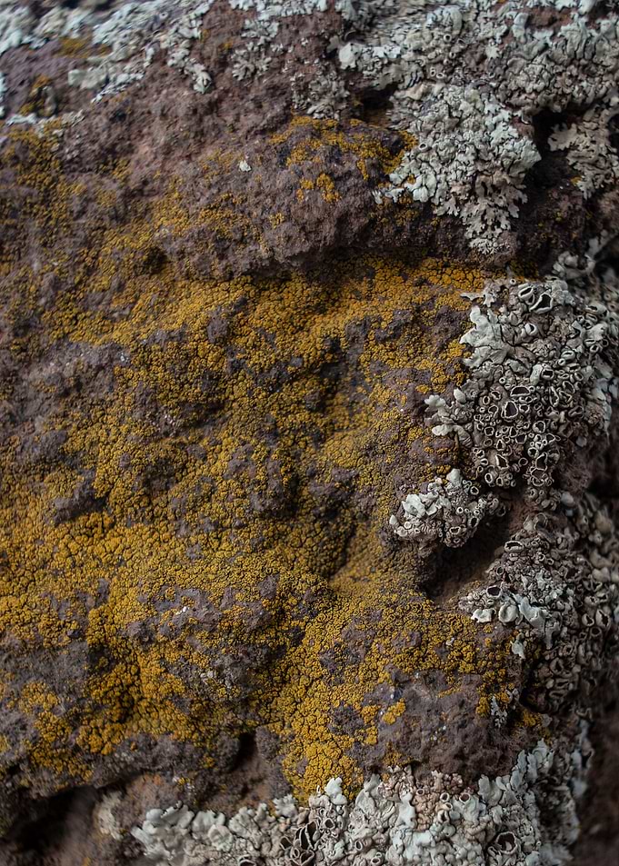 Rocky Moss
