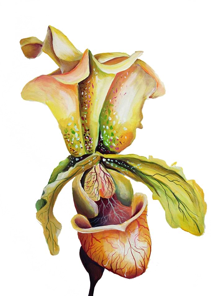 Blooming Tropical Orchid