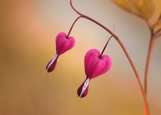Hearts
