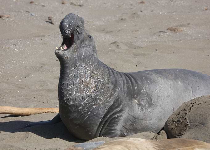 Elephant Seal