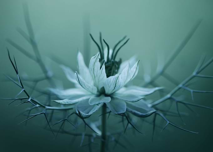 Nigella