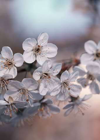 Cherry blossoms