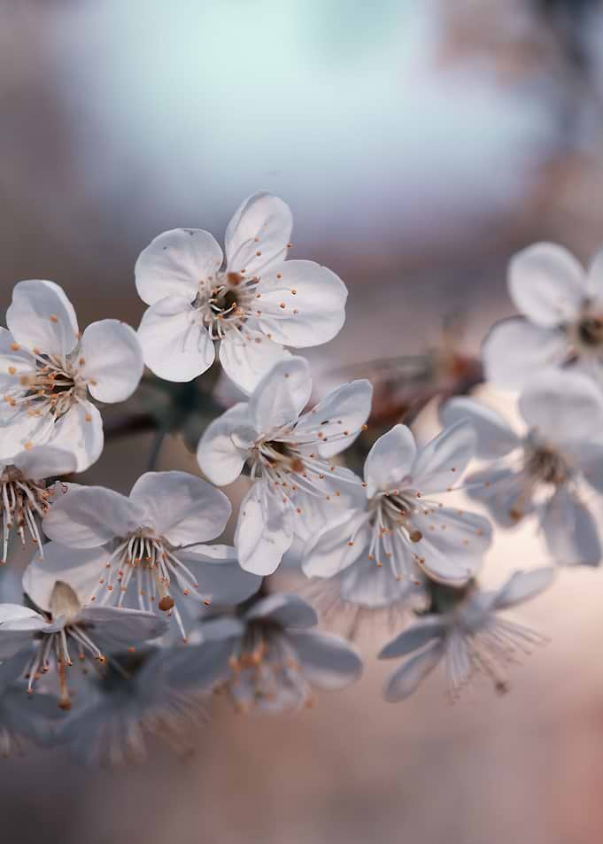 Cherry blossoms