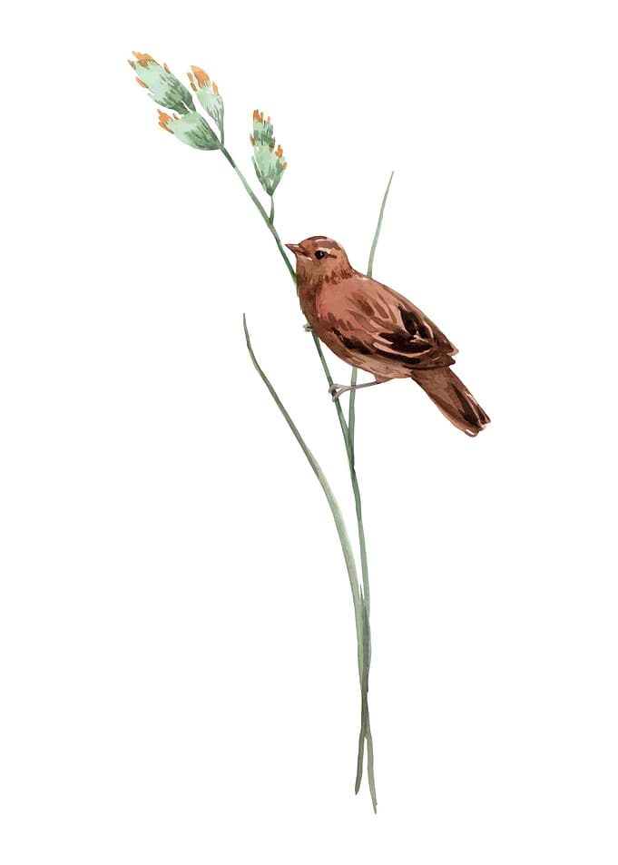 Bird