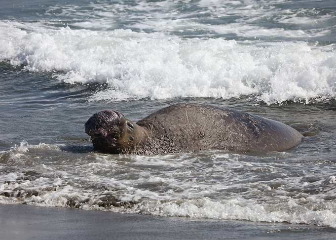 Elephant Seal