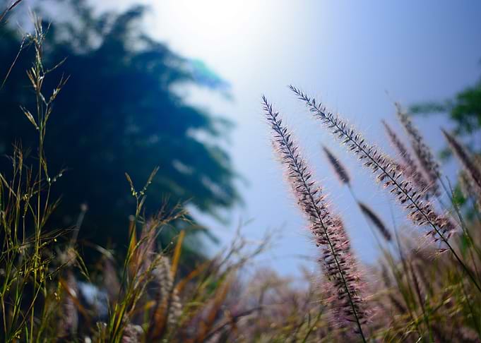 Ben Gurion Grass