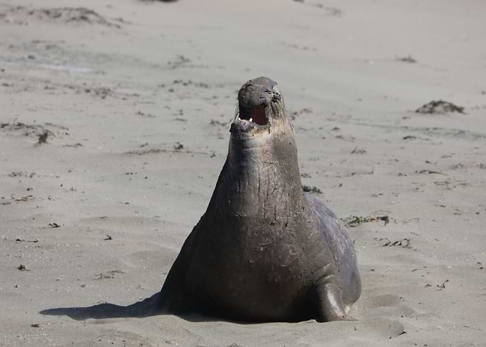 Elephant Seal