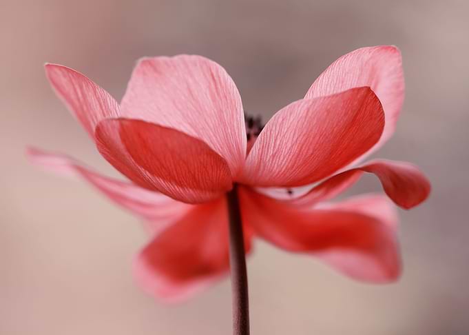 Anemone