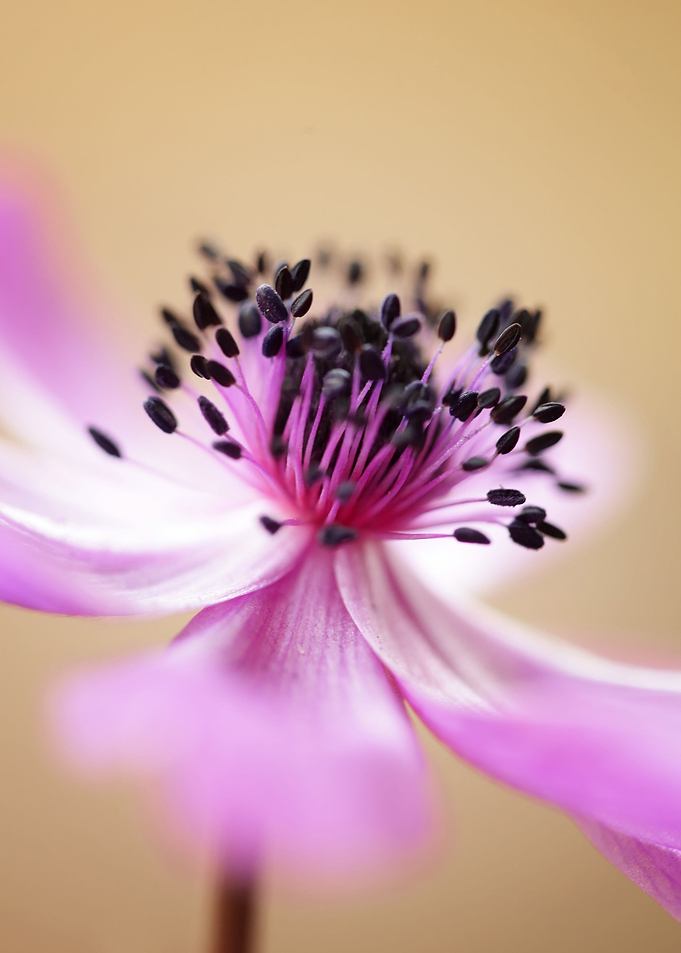 Anemone
