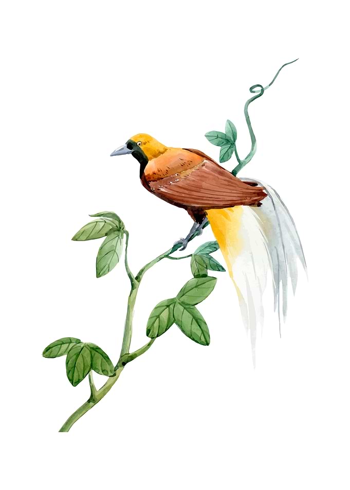Beautiful bird