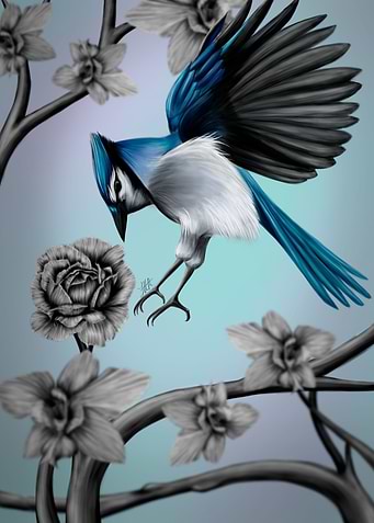 Blue-Jay-in-Flight