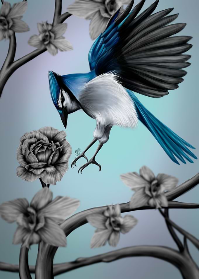 Blue-Jay-in-Flight