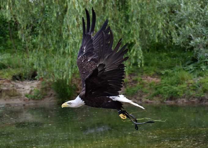 Bald eagle