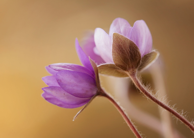 Hepatica nobilis