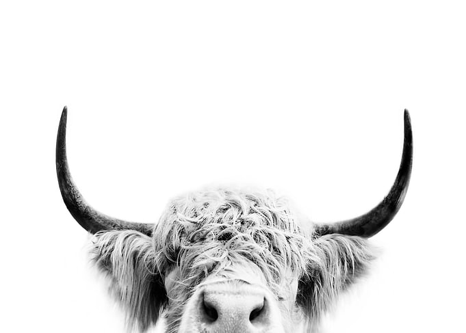 Peeking cow bw