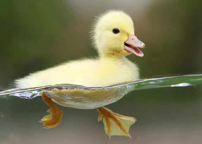 DUCK
