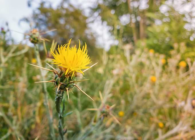 yellow starthistle