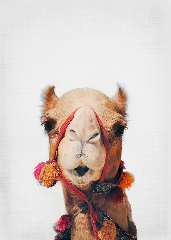 Camel