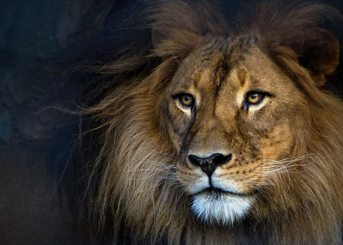 LION KING