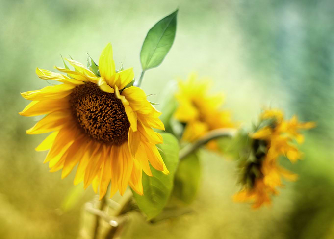 Sunflowers