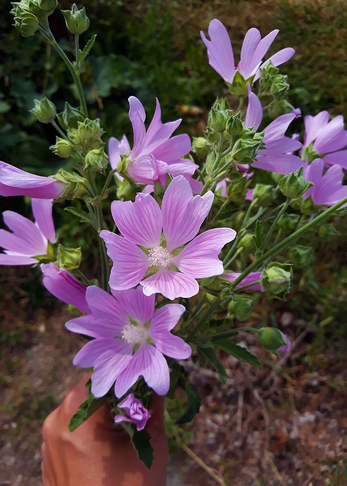 July mallow bouquet