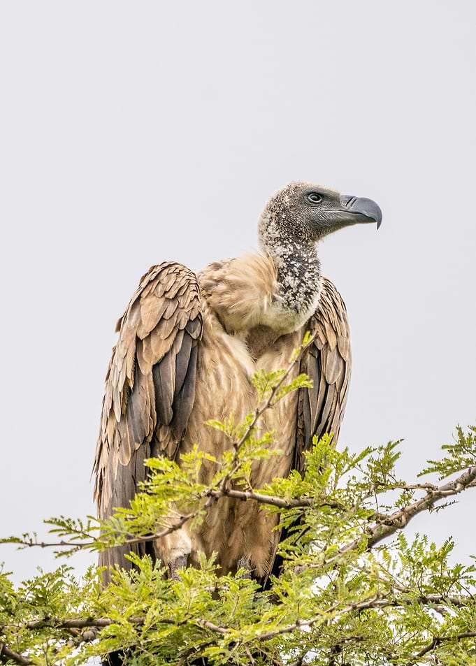 Griffon Vulture Nairrobi
