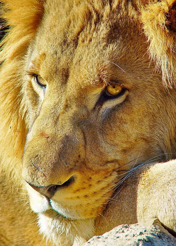 Lion Male