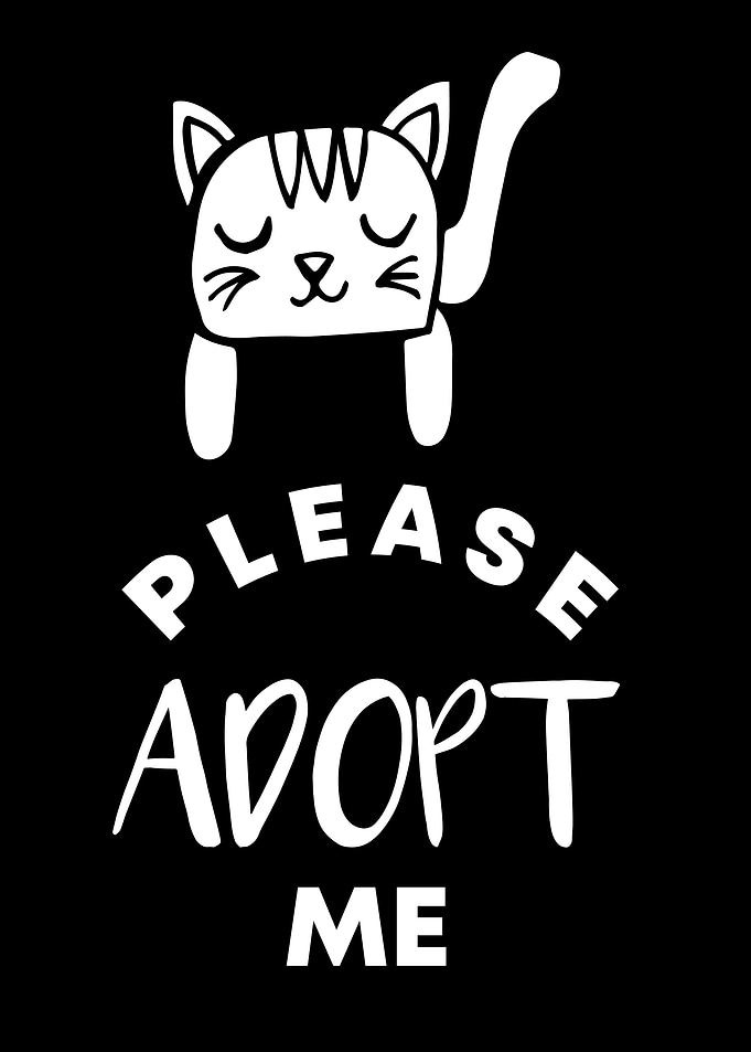 Cat Please Adopt Me 13