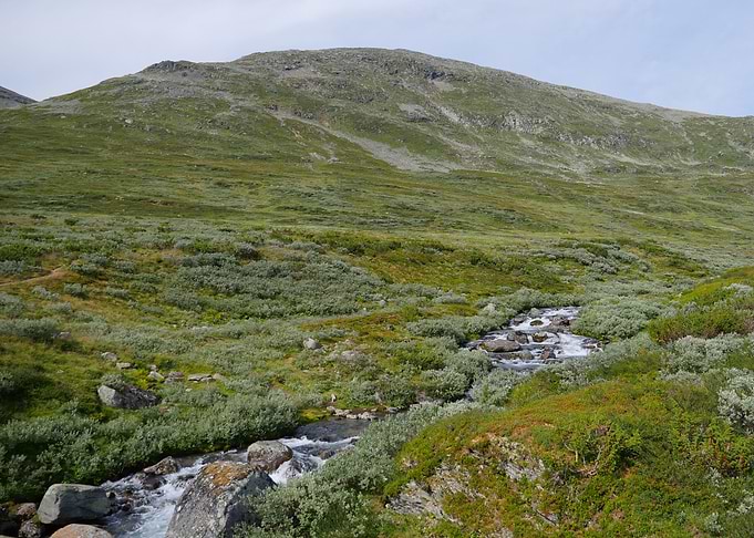 Mossy Streamflow