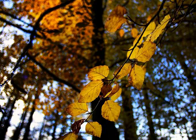 Leafy Goodness