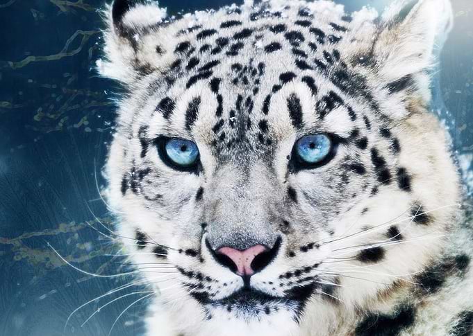 WHITE TIGER
