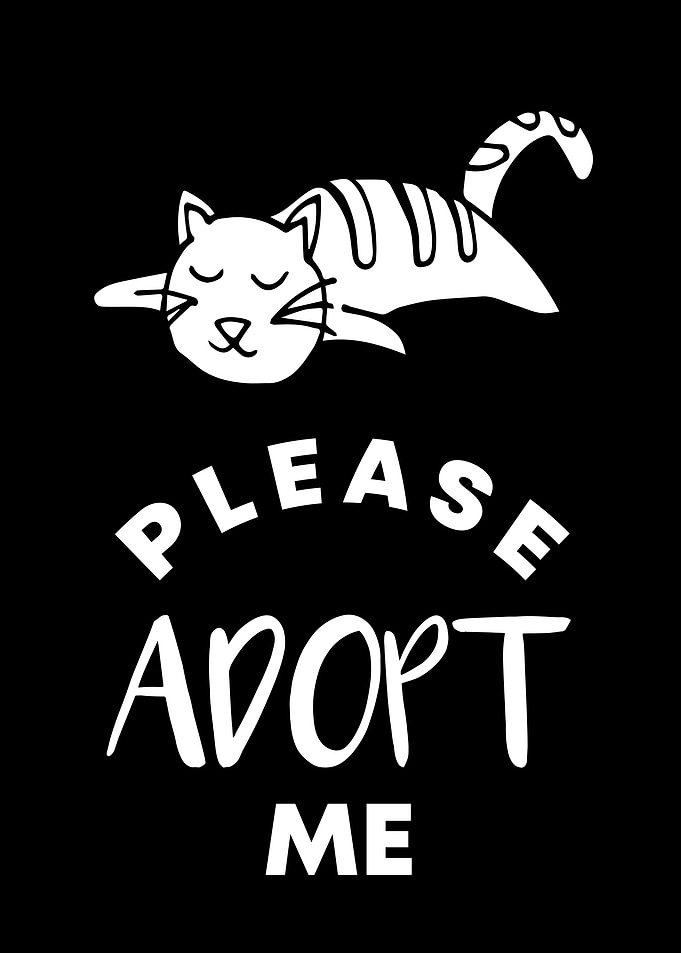 Cat Please Adopt Me 1