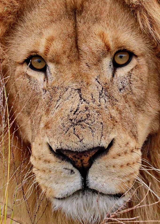 Lion Face