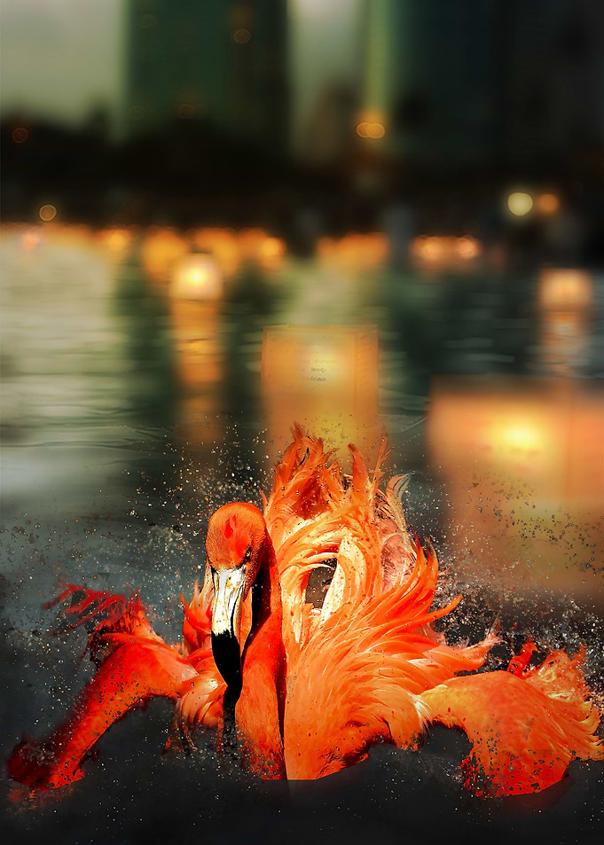 BiRD 02 FLAMiNGO