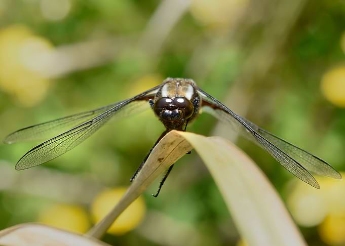 A Bugs Life