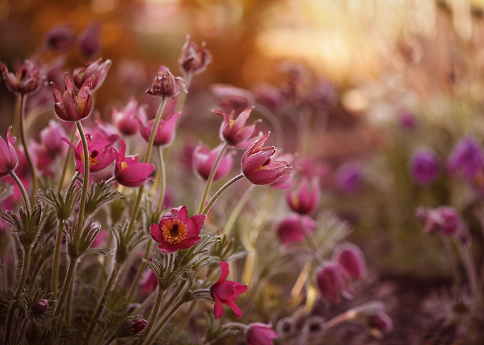 Pulsatilla