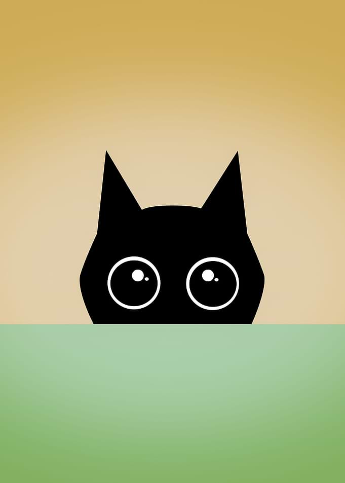 Curious cat