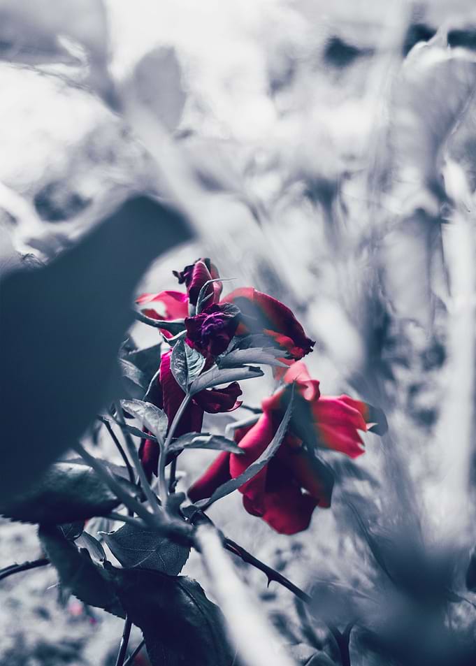 Flowered