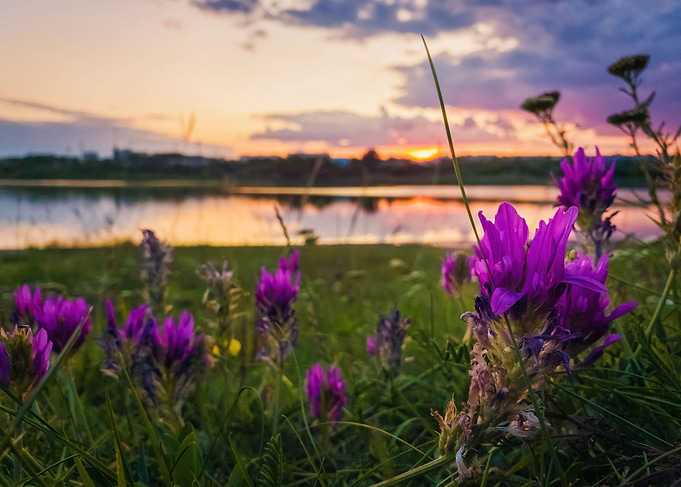 purple wildflowers